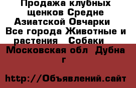 Продажа клубных щенков Средне Азиатской Овчарки - Все города Животные и растения » Собаки   . Московская обл.,Дубна г.